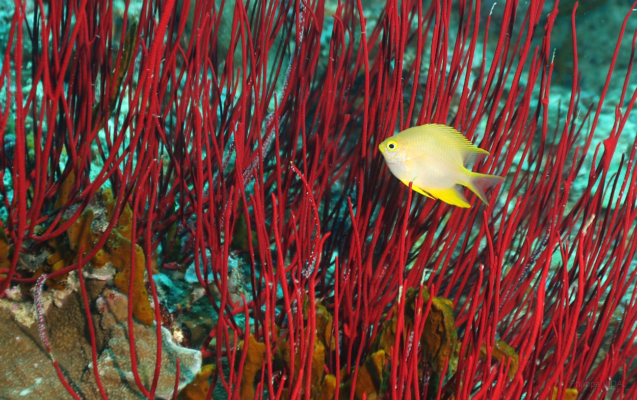 Sipadan_2015_Demoiselle Doree_Amblyglyphidodon aureus_IMG_2049_rc.jpg